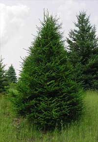 Norway Spruce Trees
